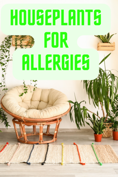 Houseplants for Allergies